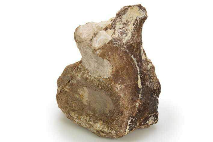Fossil Plesiosaur Cervical Vertebra - Asfla, Morocco #328654